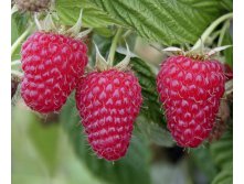 Малина Туламин Rubus idaeus Tulameen 2.49 евро