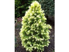 Picea gl. Daisy's White - 1,84       4 