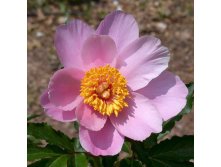  Pink Chalice     (Saunders, )