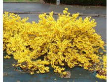  Forsythia Courtasol - 2,24