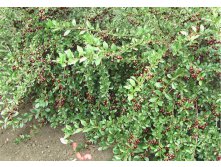  Prunus Carmine Jewel - 3,75    