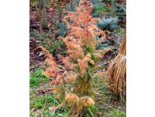 Juniperus communis Kalebab Новинка Можжевельник обыкновенный Калебаб  1.73 евро