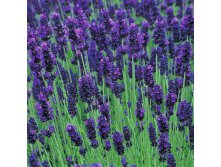  Lavandula ang. Hidcote - 2,13    