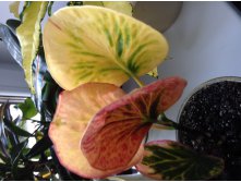 Codiaeum Tha Wasukree