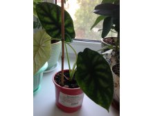 Alocasia Dragon Scale