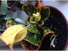 Codiaeum Chai Ya Sen