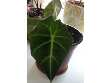 Alocasia sp.Black Velvet