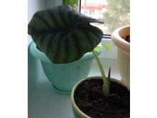 Alocasia elaine