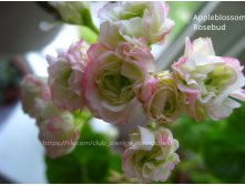 Appleblossom Rosebud