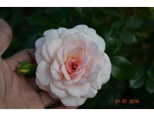 DSC 0425.JPG
