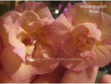 Yellow English Rose