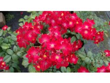 Poppy Rose-7,45