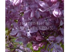 Hyacinthiflora Lavander Lady