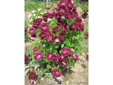 Burgundy Ice-9,24