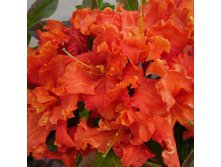 Spanish Dancer