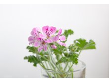 Rose scented Geranium " Pink Capitatum" ?