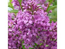 Syringa chinensis Saugeana