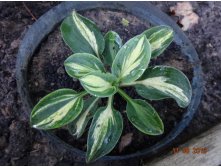 Hosta - "Snow Mouse"     -  