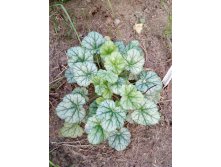 Peppermint Ice