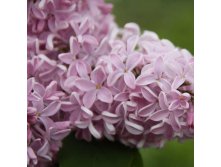  hyacinthiflora Buffon