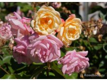 Apricot Bells-10,14