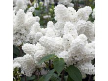 Syringa hyacinthiflora Angel White