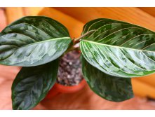 Aglaonema hybrid(T01) = modestum 'Chiang Mai' x rotundum a.25