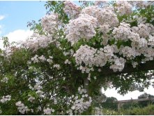 Dentelle de Malines-13,54