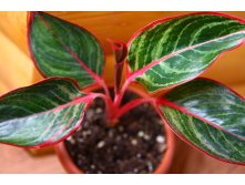 Mungkorn Fire Aglaonema