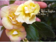 Yellow English Rose