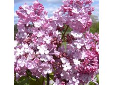 Syringa hyacinthiflora Maiden's Blush