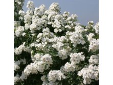 Guirlande d'Amour-8,35
