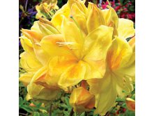 Azalea Golden Sunset