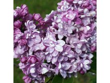      3.5  Syringa vulgaris Addie Tischler