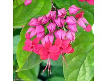 Клеродендрум прекраснейший (Clerodendrum speciosissimum) - пример цветения ....