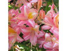 Bouquet de Flore