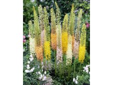 133,4.  (eremurus)   (   1 .,   1.).jpg