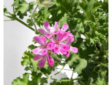 Rose scented Geranium " Pink Capitatum" ?