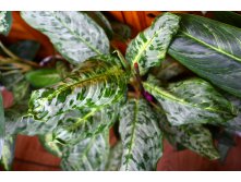 Peacock Aglaonema