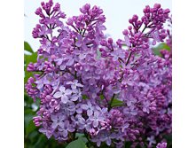 Syringa vulgaris Amethyst