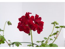 Pelargonium peltatum 'Le Pirat' ?