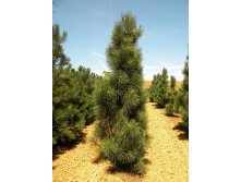 403,5.  Pinus nigra Fastigiata ( 1,5)