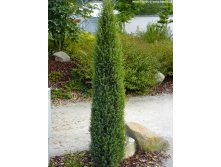 86,7.  Juniperus communis Arnold.jpg