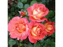 Rosa floribunda Shanty.jpg