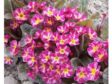 Primula Dark Rosaleen Примула Дарк Розалин &#8364; 1,78 129,94руб..jpg