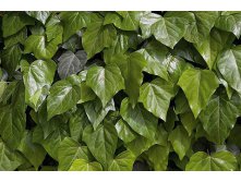 Hedera colchica Dentata    2 ltr &#8364; 5,77 432,96..jpg