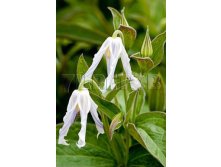 Clematis integrifolia Hakuree Клематис цельнолистный Хакури 3 (сильная) 2 ltr &#8364; 6,04 453,21р..jpg