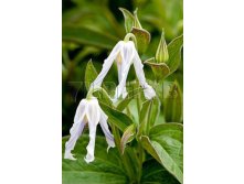 Clematis integrifolia Hakuree    3 () 2 ltr &#8364; 6,04 453,21..jpg