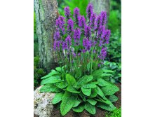 Stachys monieri Hummelo Чистец (Стахис) Монье Хуммело &#8364; 1,42 103,66руб..jpg