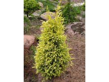 86,7.  Juniperus communis Gold Cone.jpg